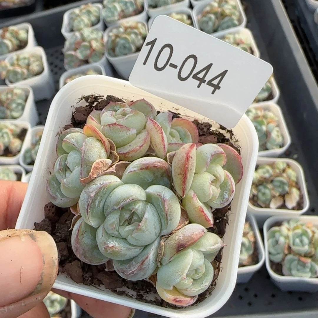 多肉小卡拉米糖心一物一拍