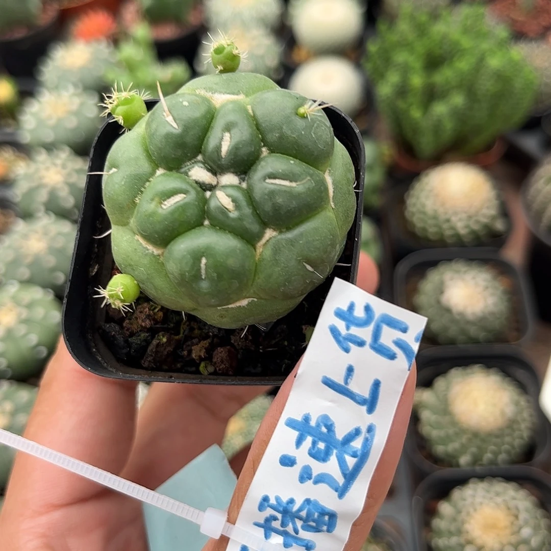 无刺象牙单头发货