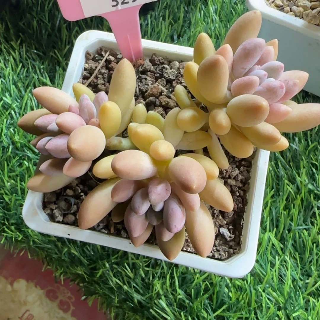 小***爱锦安多肉编号329