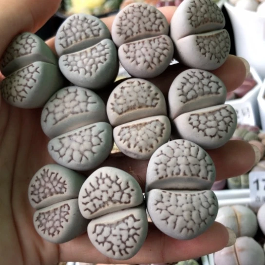 1611，2.5-3厘米改变微瑕如图