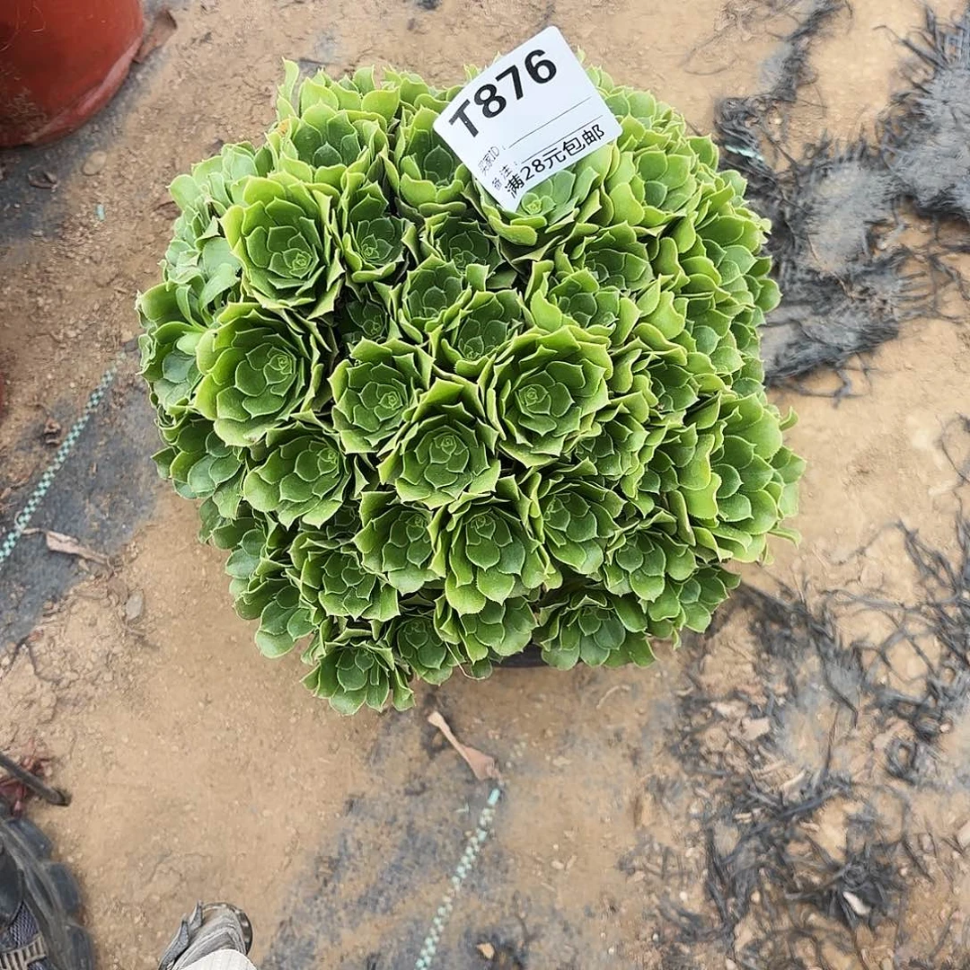 876绿杨蓉朵朵多肉植物