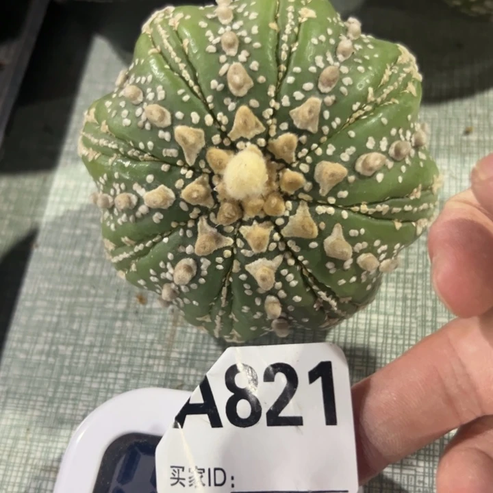M***d兜星球仙人球821号球