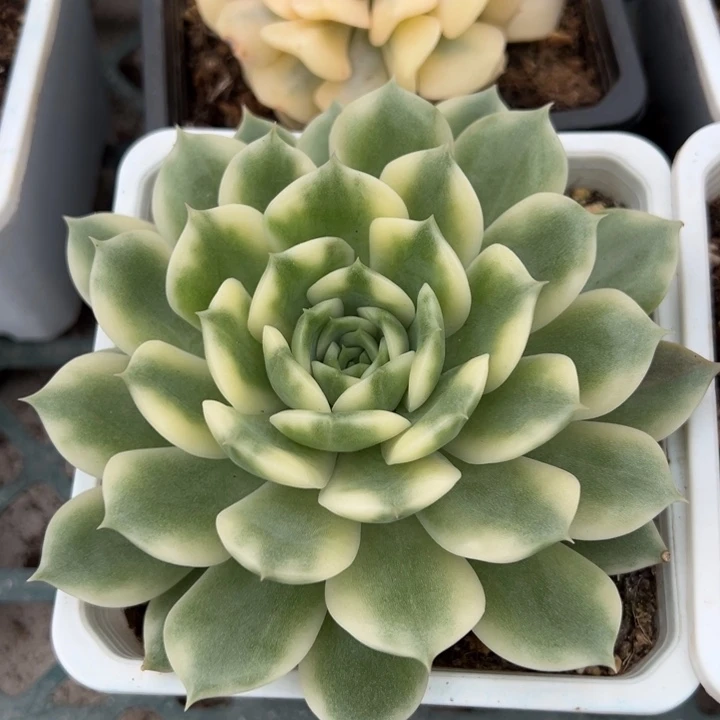 爱丽卡锦一物一拍锦龙