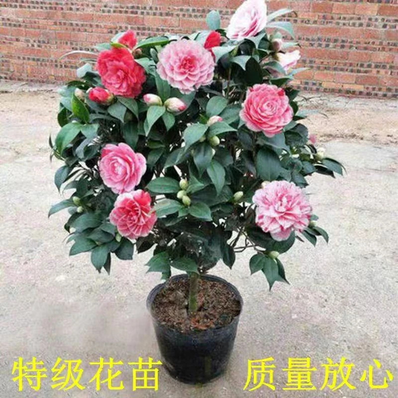 【70-80厘米高】五色赤丹茶花带花苞不带花盆栽地栽
