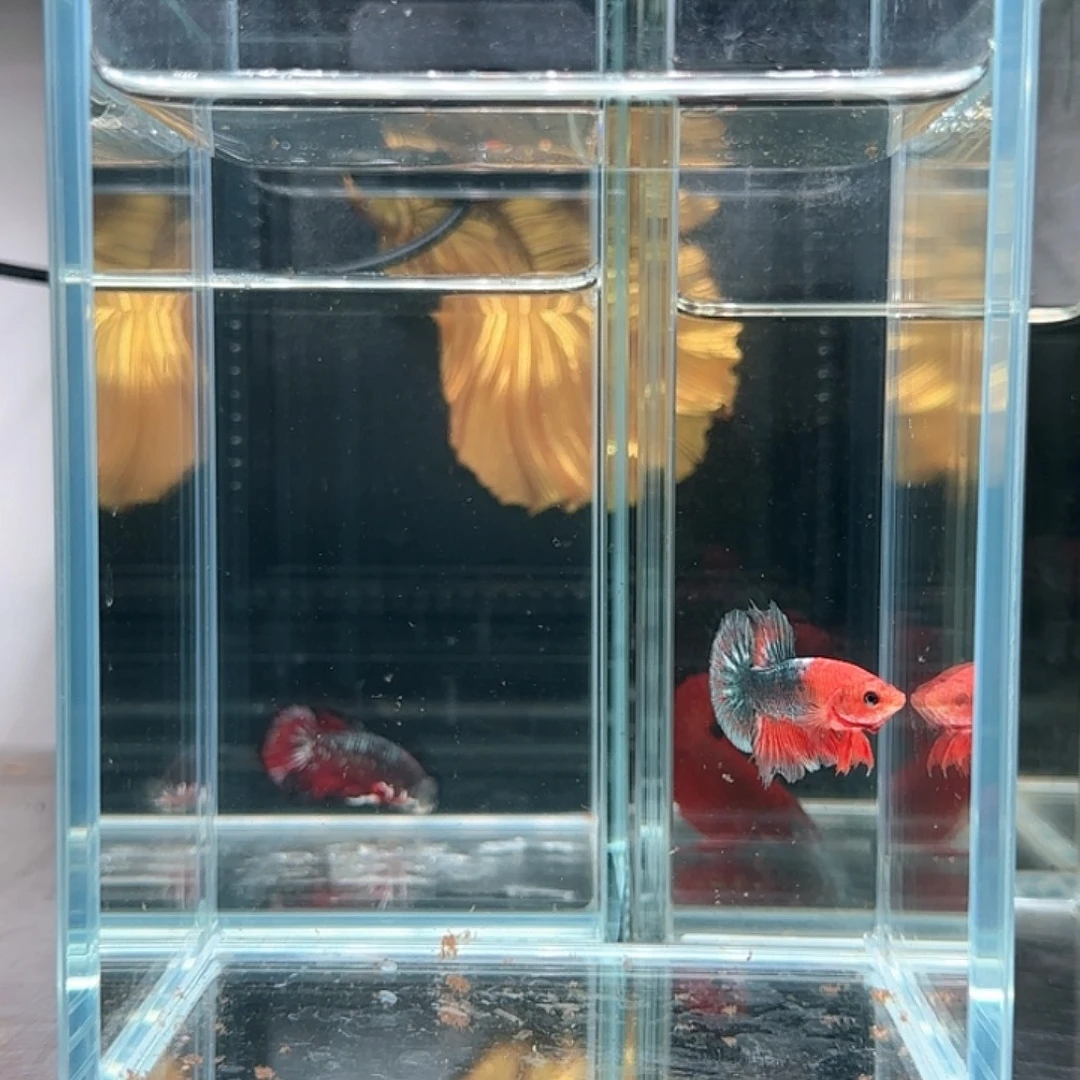 斗鱼活体观赏鱼好养耐活