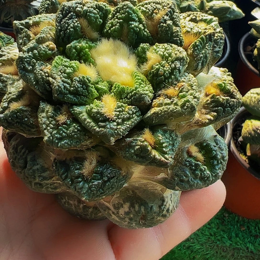 无花朵福利老龟甲牡丹9公分623