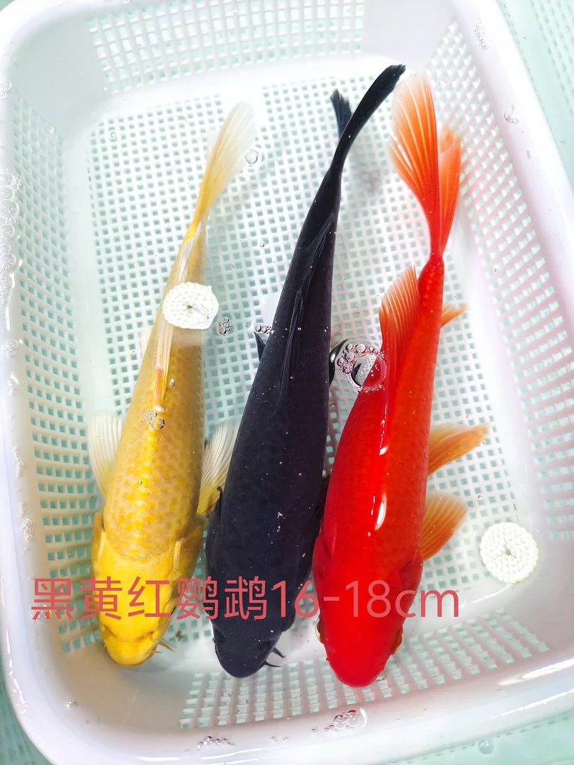 ③1条黑金1条黄金1鹦鹉16-18公分锦鲤