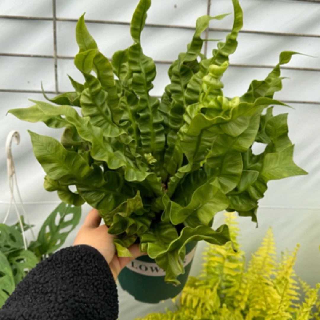 大盆火焰鸟巢蕨耐阴好养室内四季观叶绿植净化空气雨林植物喜阴