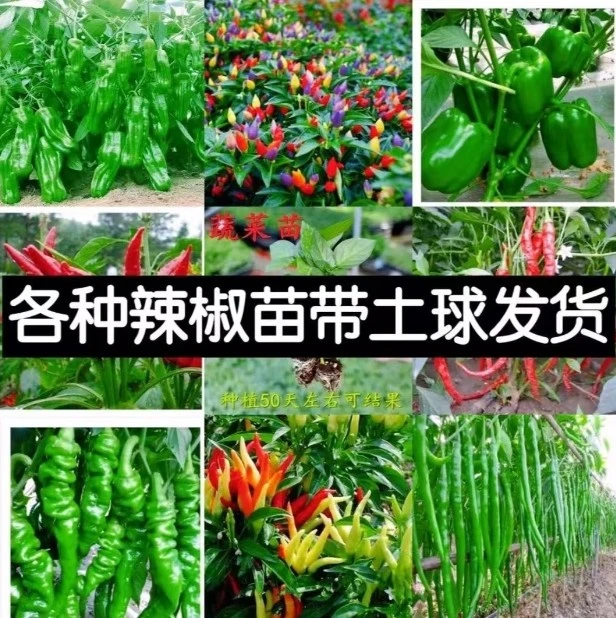 辣椒苗10棵高产蔬菜苗薄皮椒苗长线椒苗螺丝椒苗朝天椒苗四季