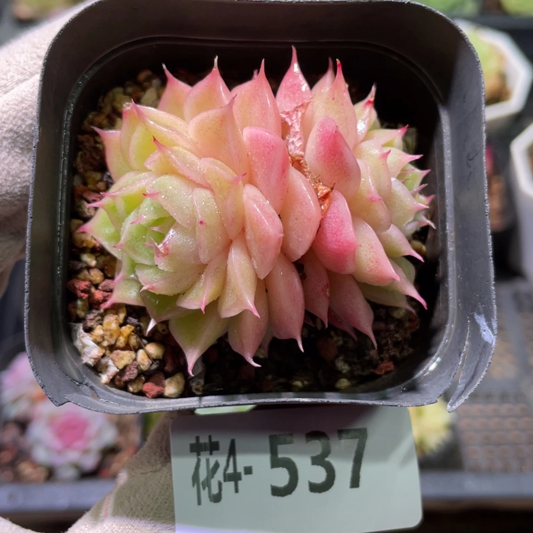 花利美4-537麦秆双头