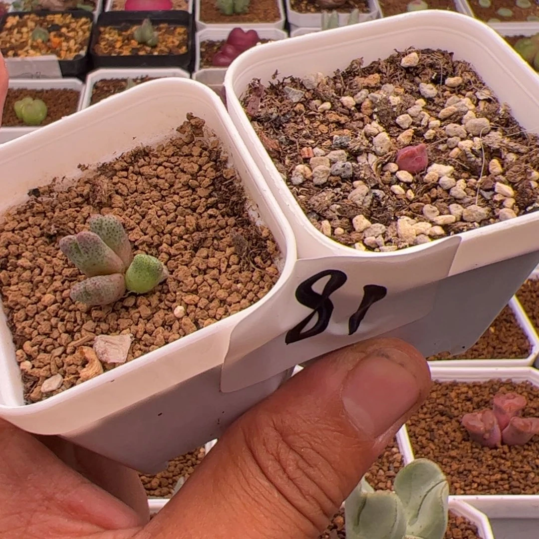 6.14两个多肉植物81