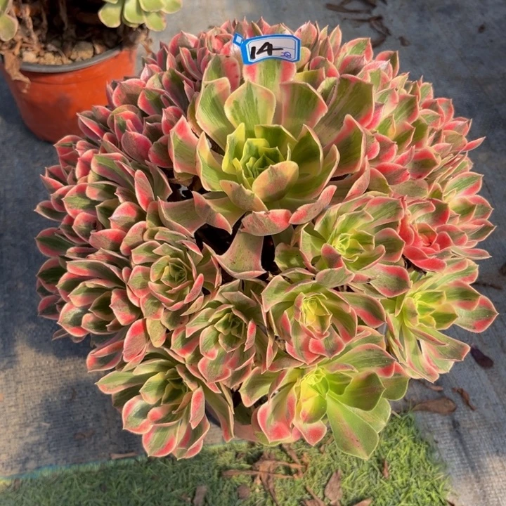 14女妖精品法师多肉