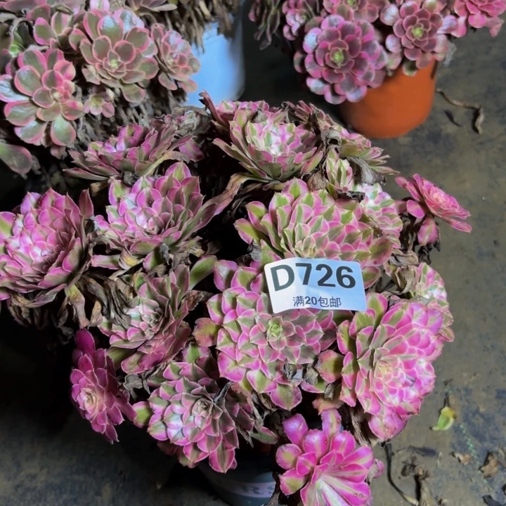 瑞妈多肉园艺726，红铜壶超白，有虫子吃了一个侧芽