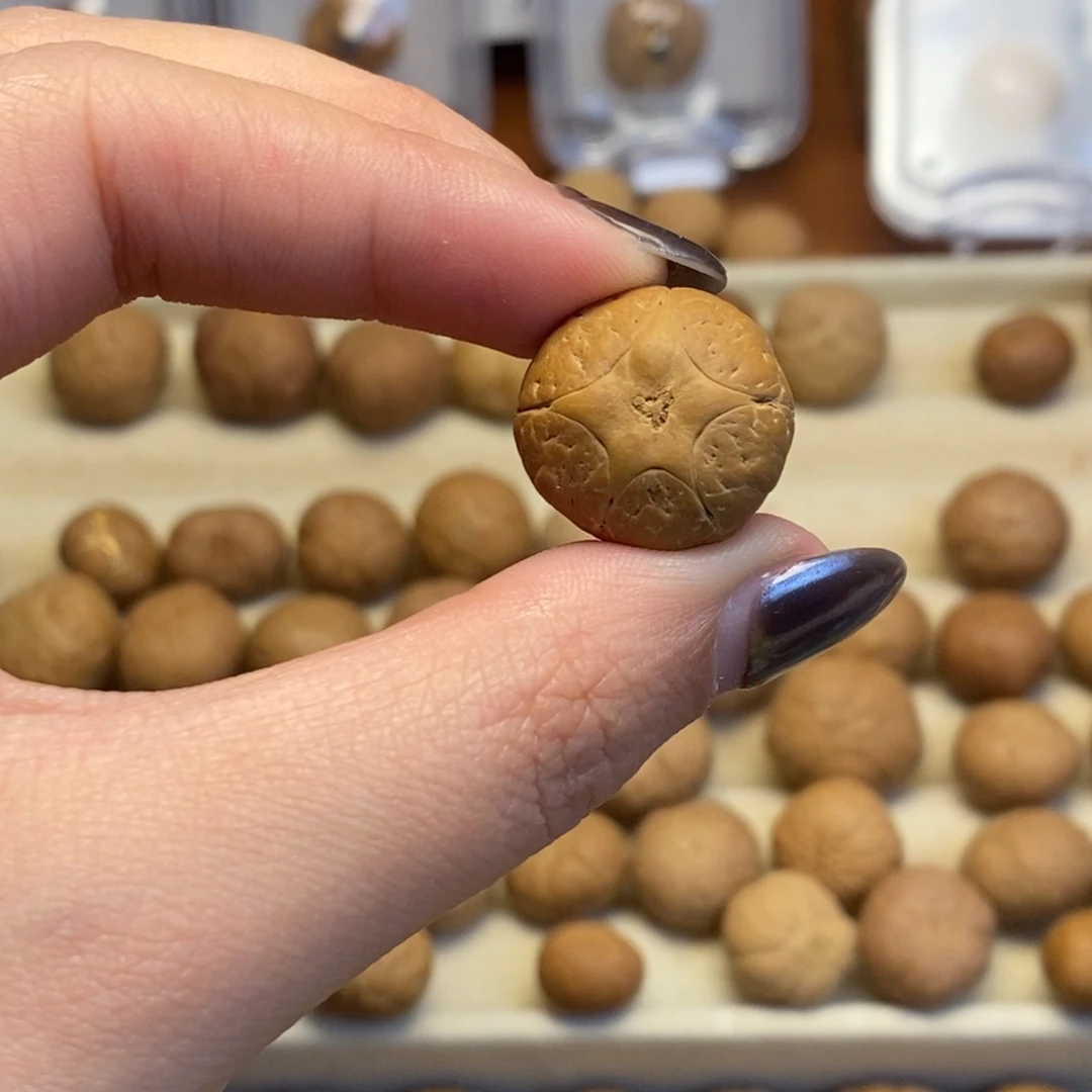 吊坠凤眼菩提五星