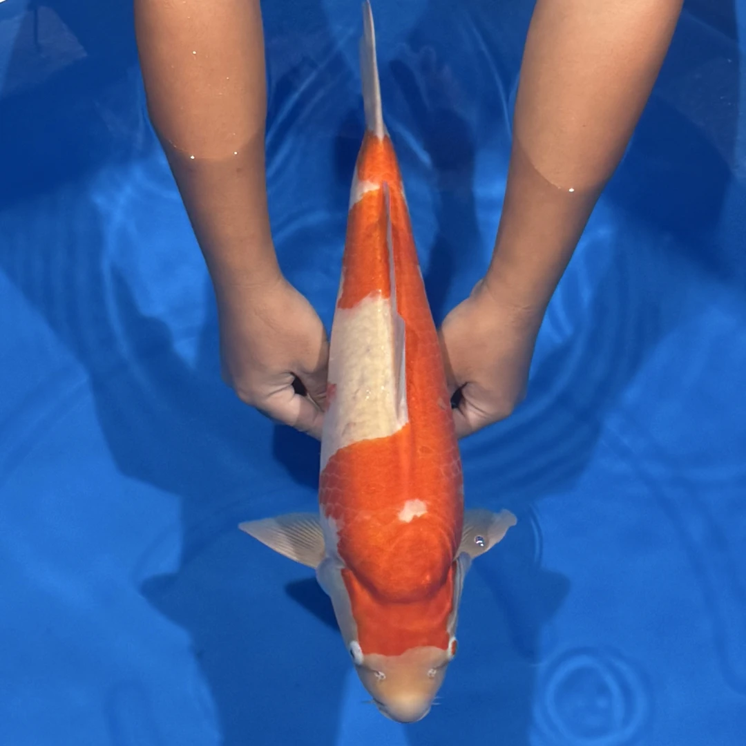 阪井出品红白锦鲤母（骑士）【实际以直播间为准】