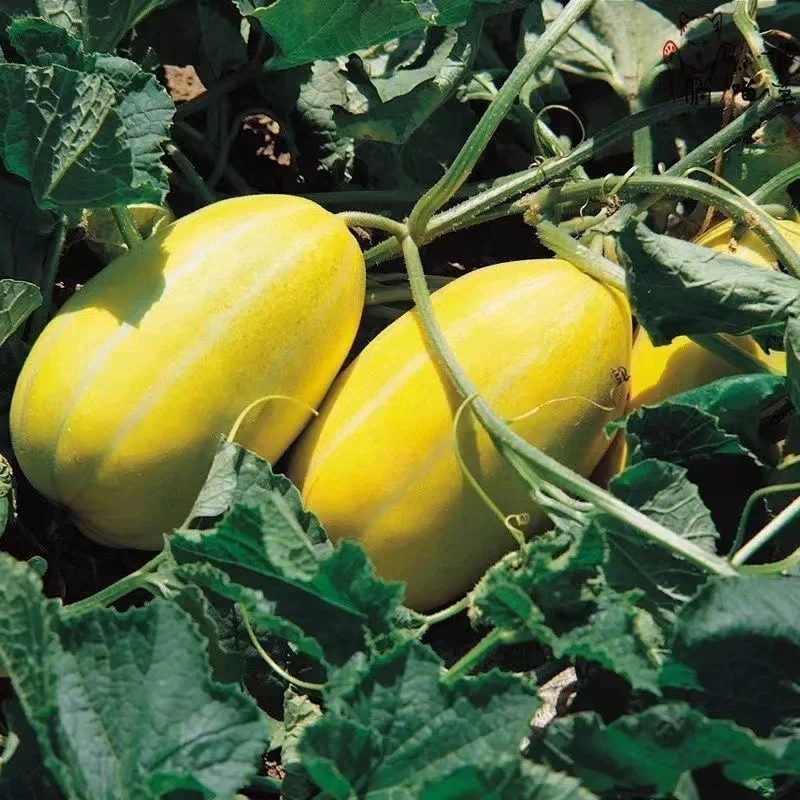 本地黄金香瓜现摘现发