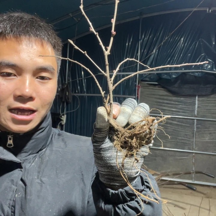 赤八重海棠花一颗苗