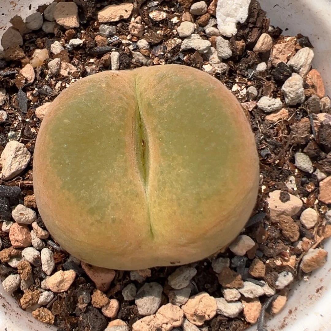 69多肉植物百科知识