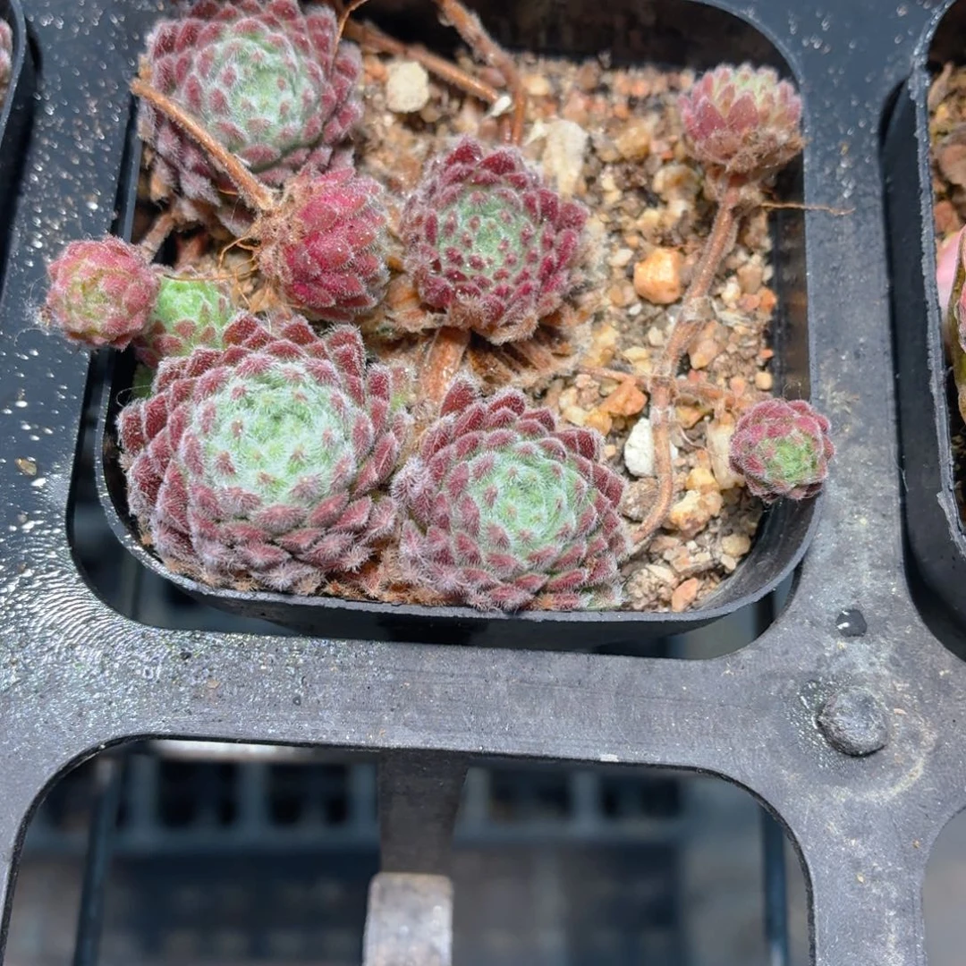 优雅长生草多肉9.9包邮发货