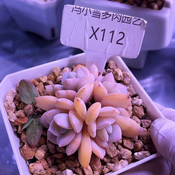 我是第一百个为妖刀应援滴打