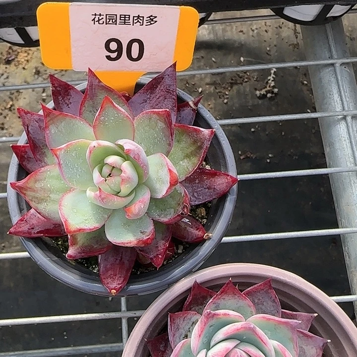 90 惊鸿仙子多肉植物6-9cm