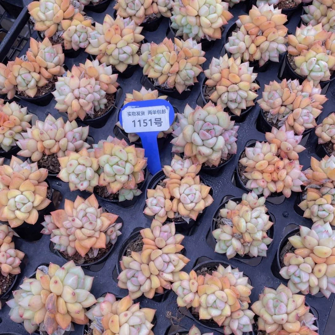 1151号黄金象牙群生一个