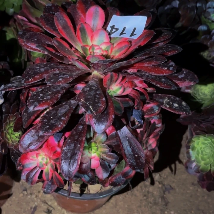 114冰淇淋多肉植物不售后