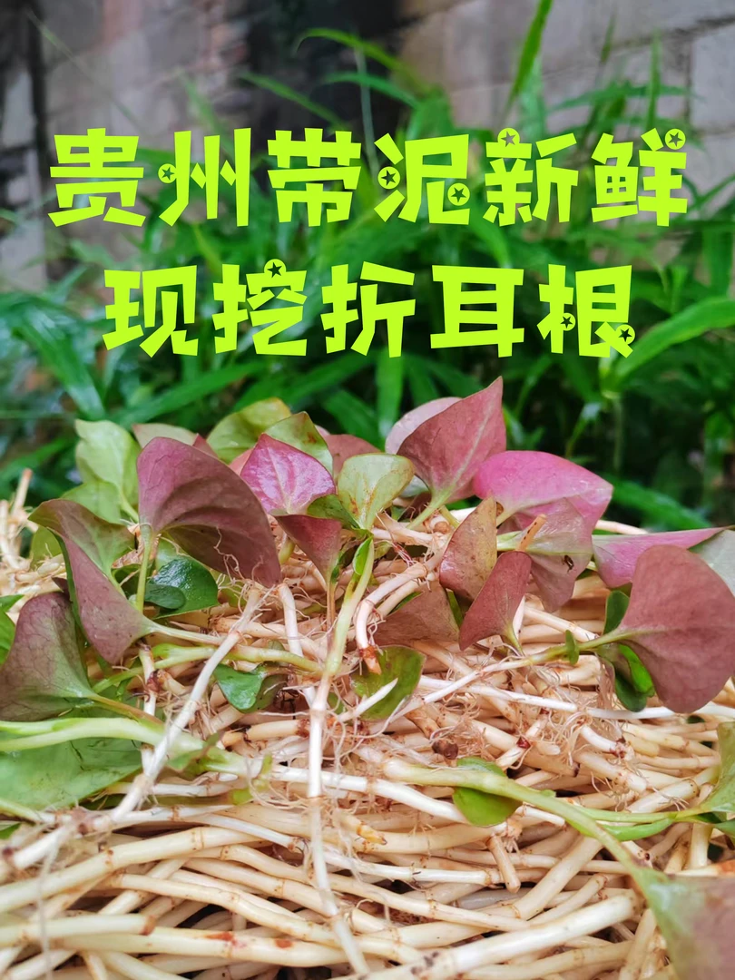 新鲜现挖贵州红叶鱼腥草蔬菜折耳根节节根鲜香嫩脆可凉拌炒肉晒干