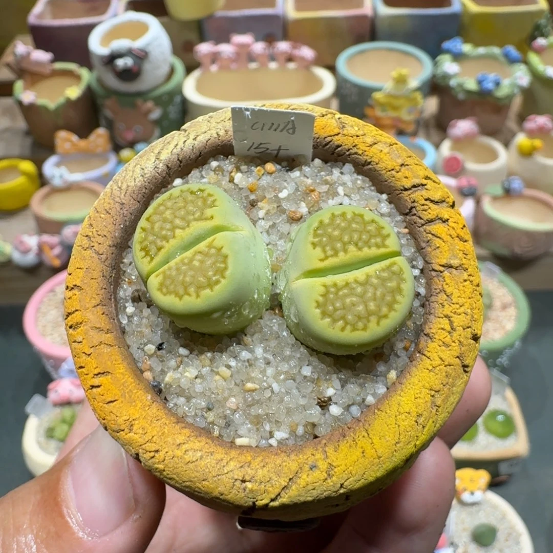 蘑菇1272黄巴厘多肉植物