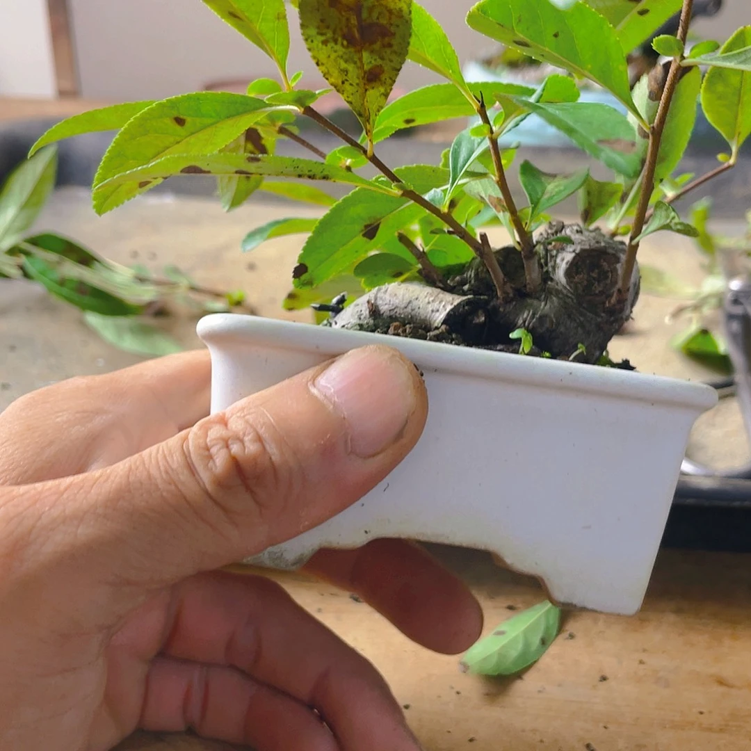 小***子无花朵东阳景花开富贵吉祥