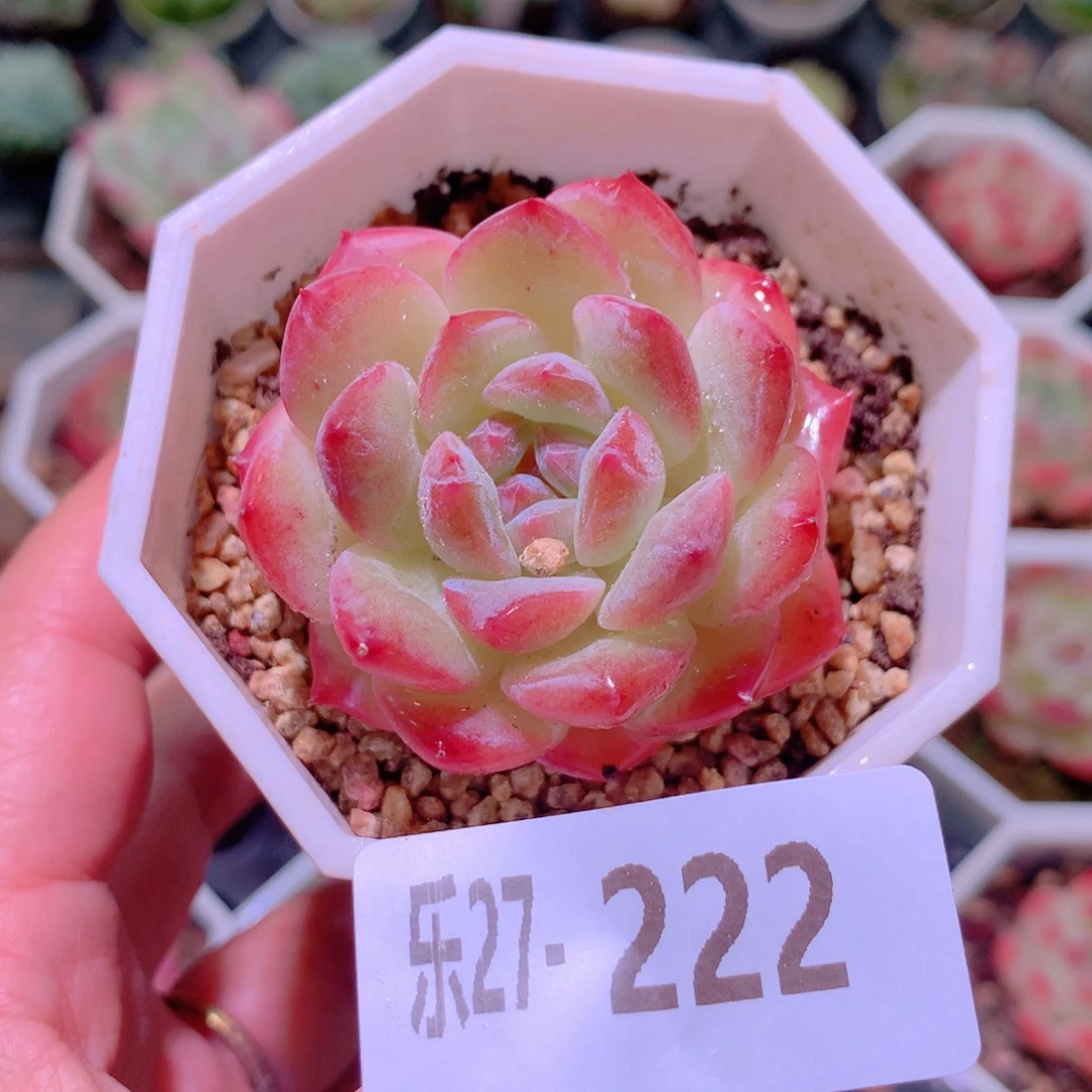 乐然27-222 精选糖心