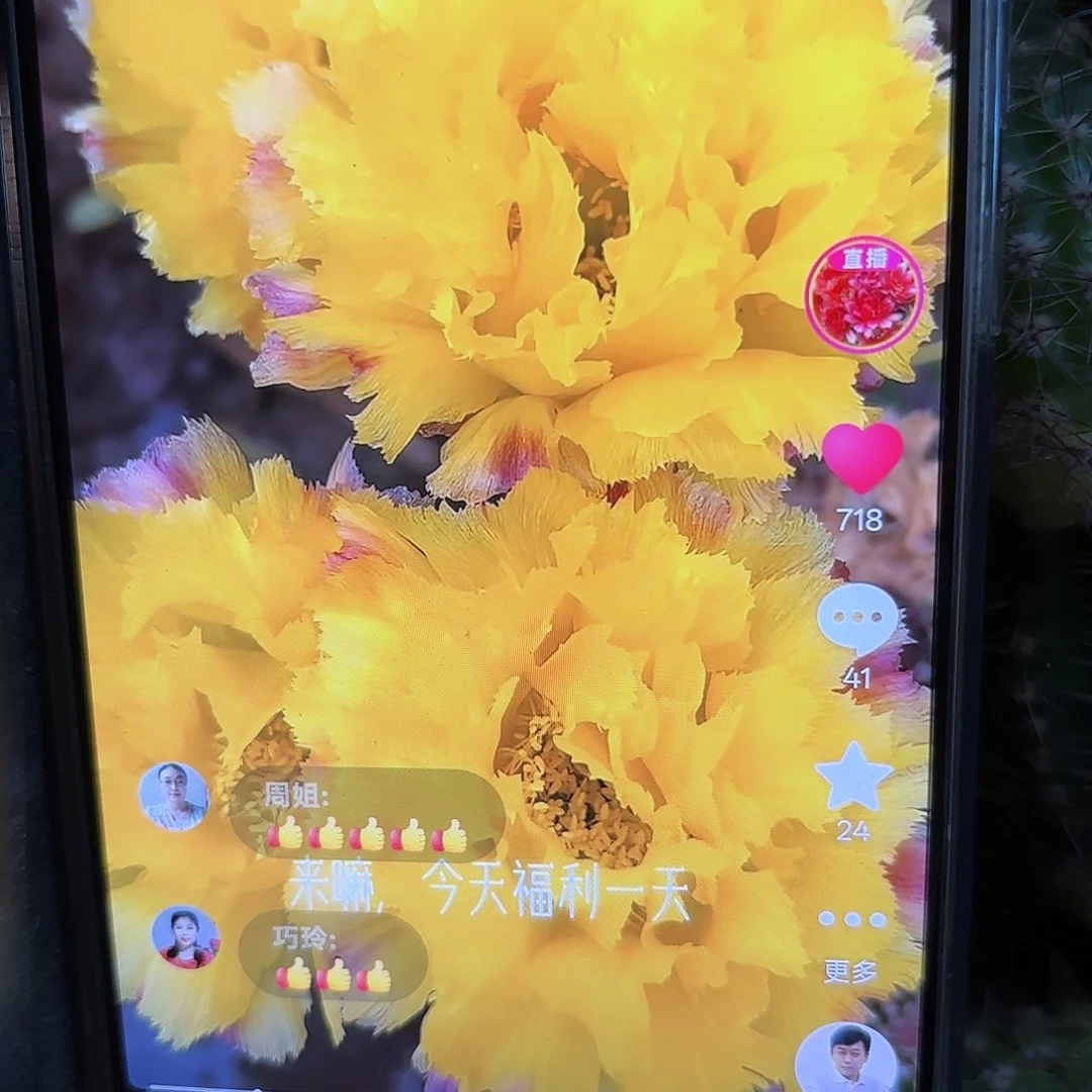 秋洛彩4公分左右侧牙20包邮仙人球