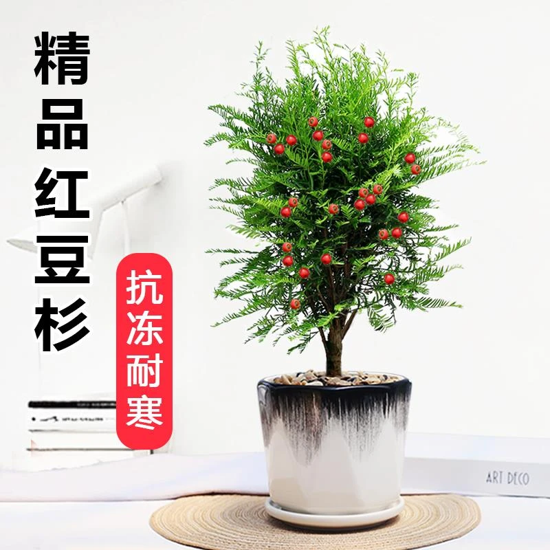 红豆杉盆栽正宗曼地亚红豆杉树苗老桩室内外阳台庭院净化空气盆景