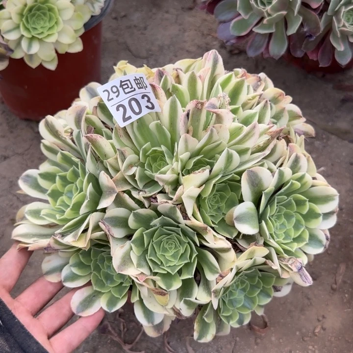 绿豆沙……多肉植物……