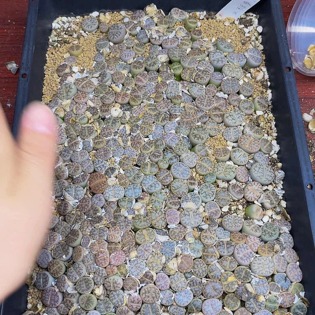 66600000花花花花