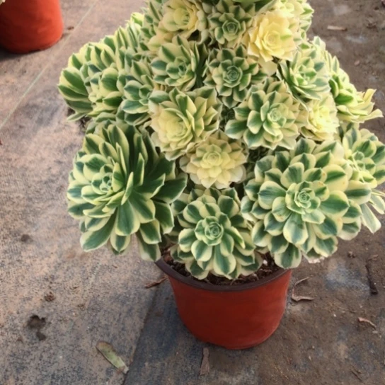 M****u63号迈巴赫法师多肉植物