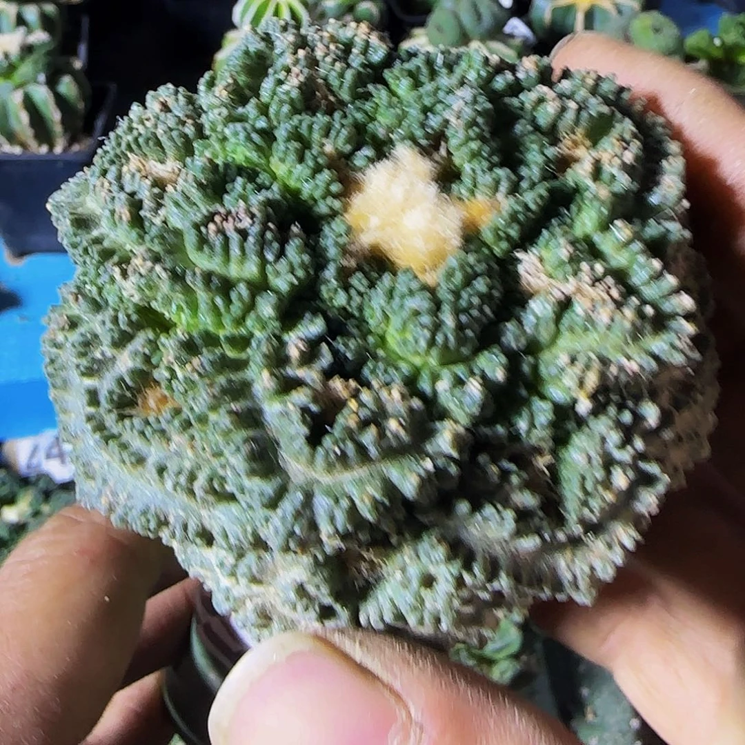 热****爷哥斯拉958仙人球开花