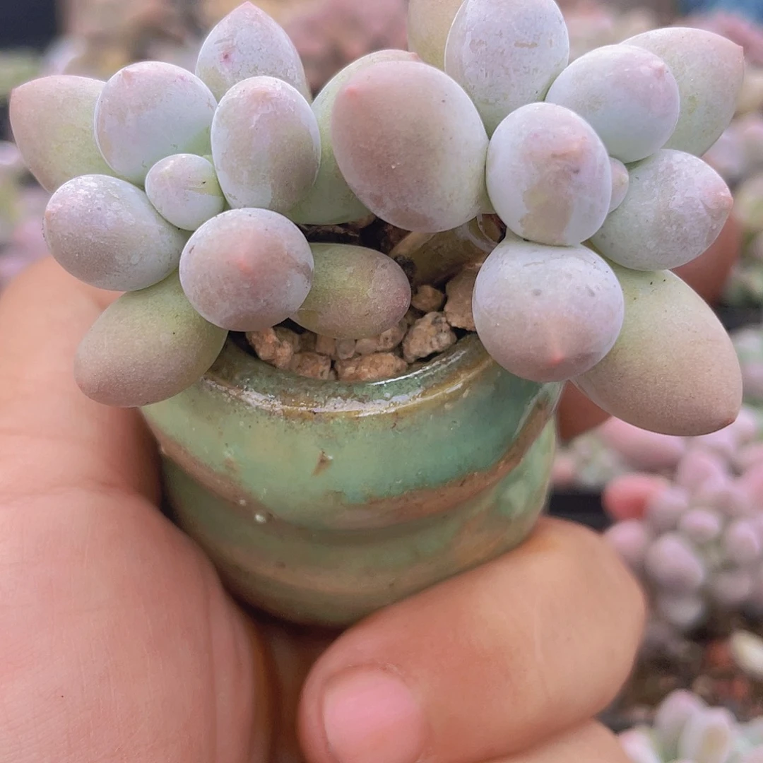 子***陌多肉植物多肉植物