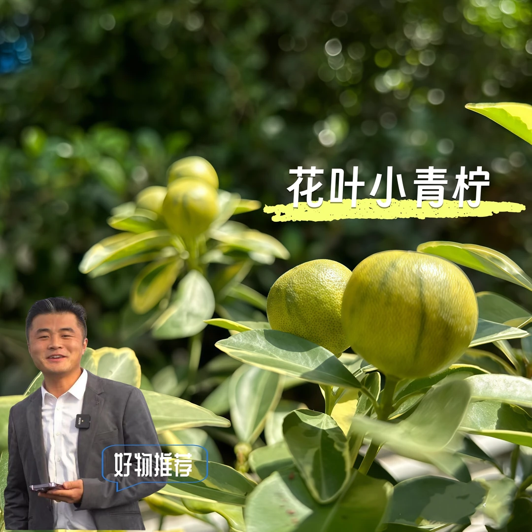 花叶小青柠盆栽阳台庭院地栽