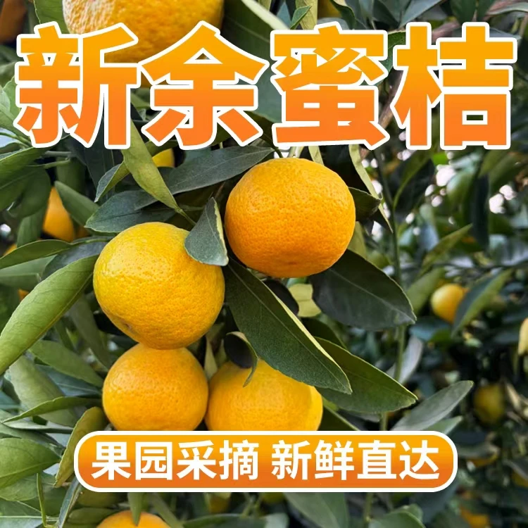 【京东上门】新余蜜桔新鲜当季水果江西产地直发香甜水果当季热卖