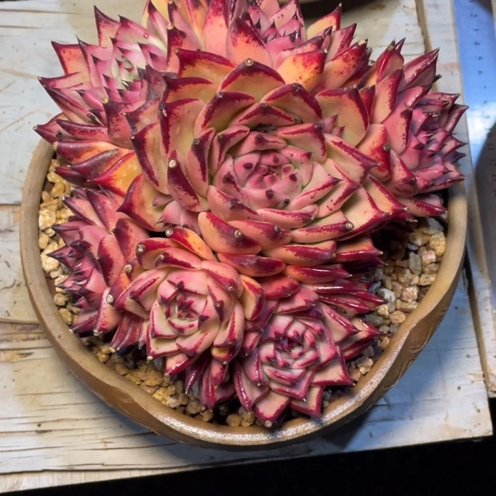 你****多肉芒果蒙娜丽莎