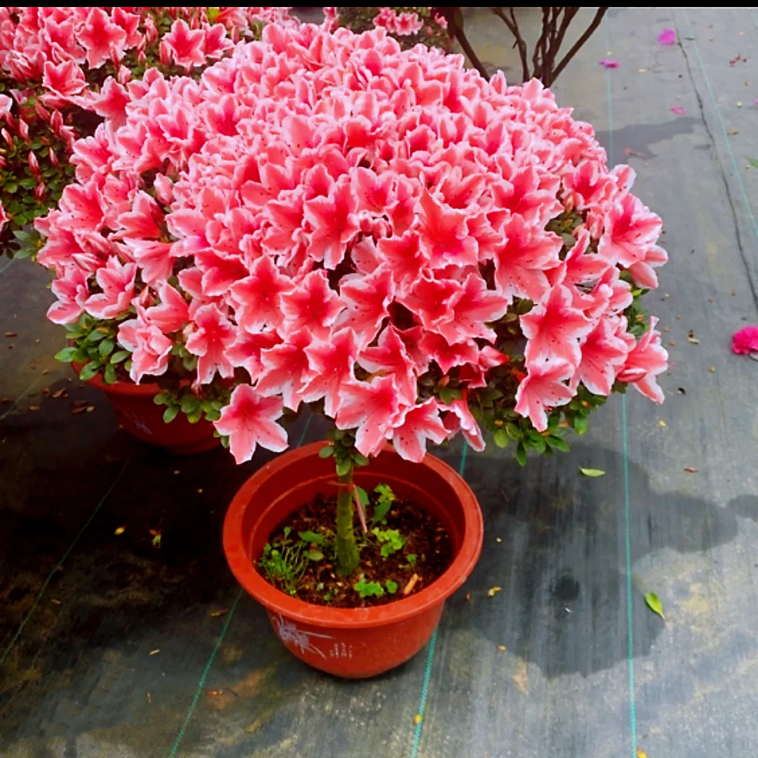 百合杜鹃花稀缺品种带花带花苞发货四季开花室内家居盆栽花卉好养
