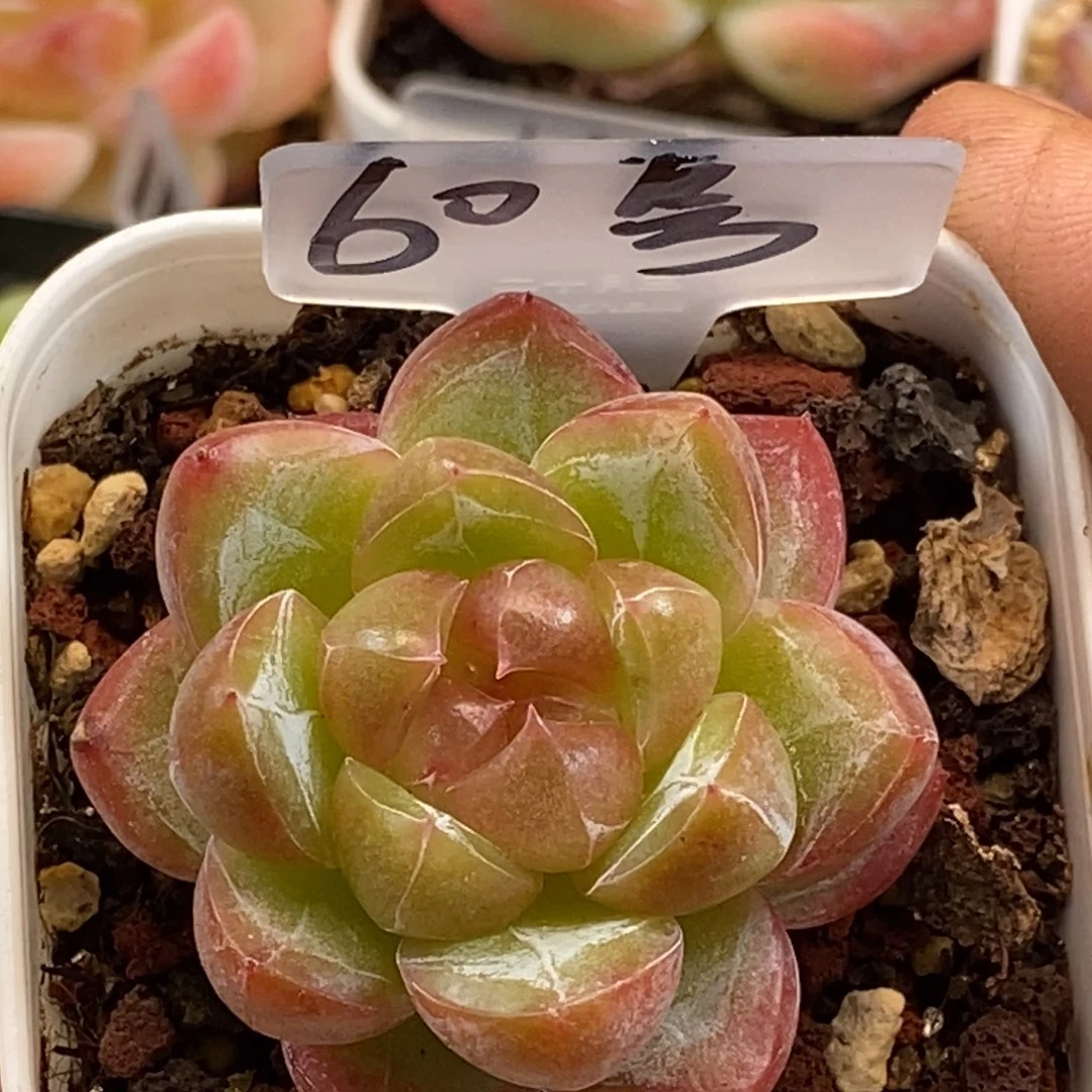 天官赐福百无禁忌