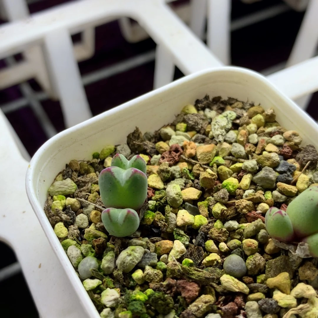 649猪蹄母本一颗