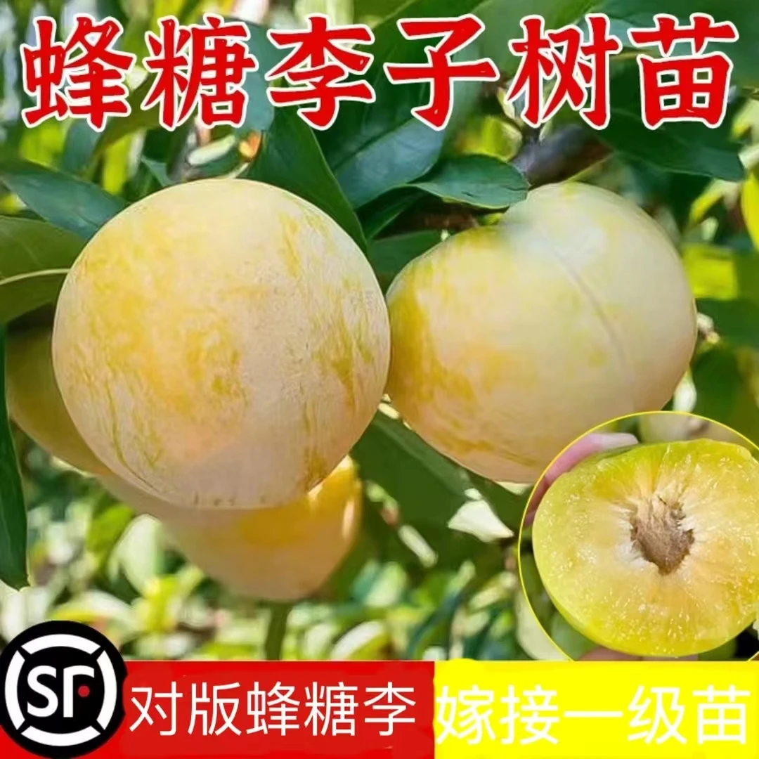 【正宗蜂糖李子树苗】巨蜜脆离核纯甜嫁接苗南北方冰糖李植庭院盆栽