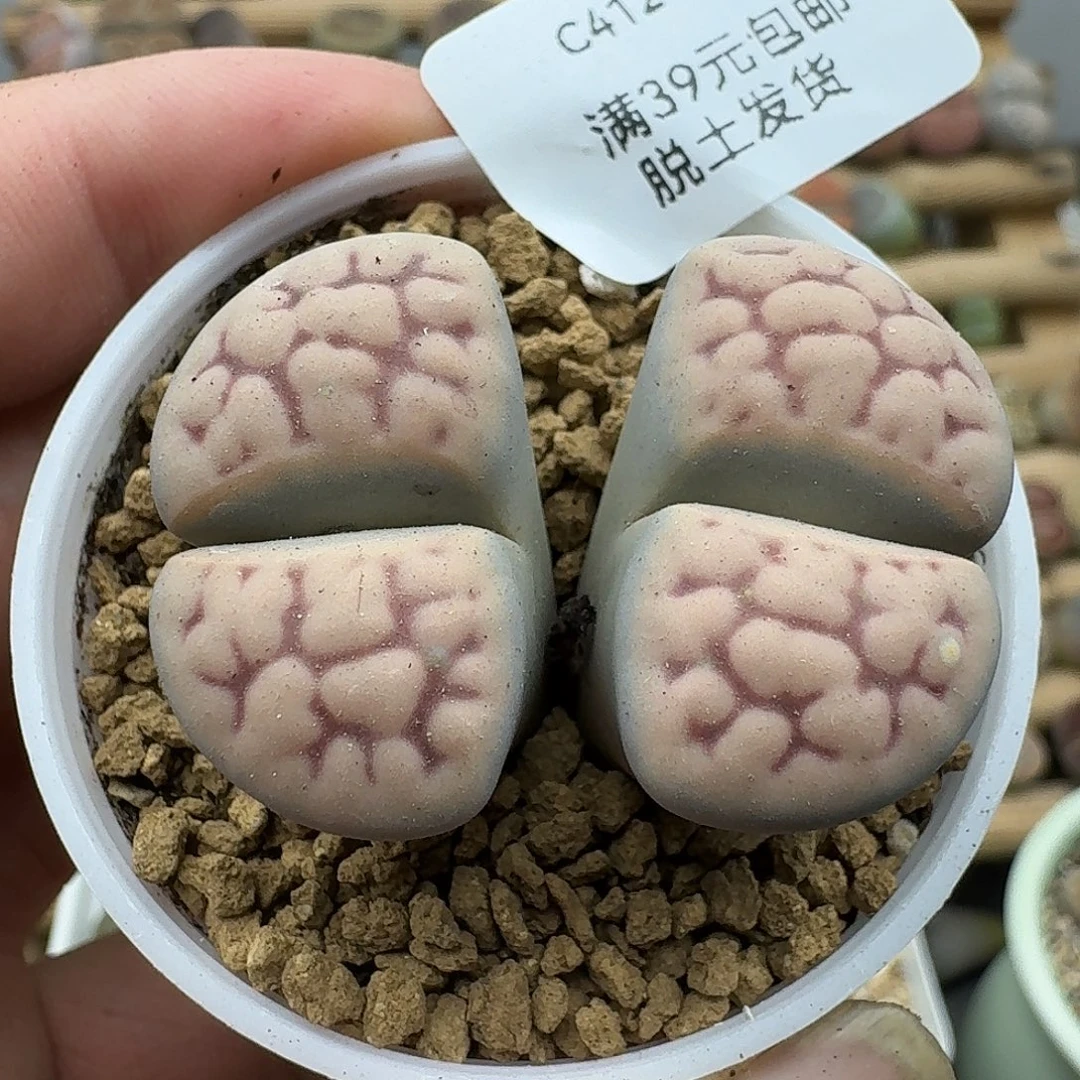 412多肉哈哈哈哈哈哈哈