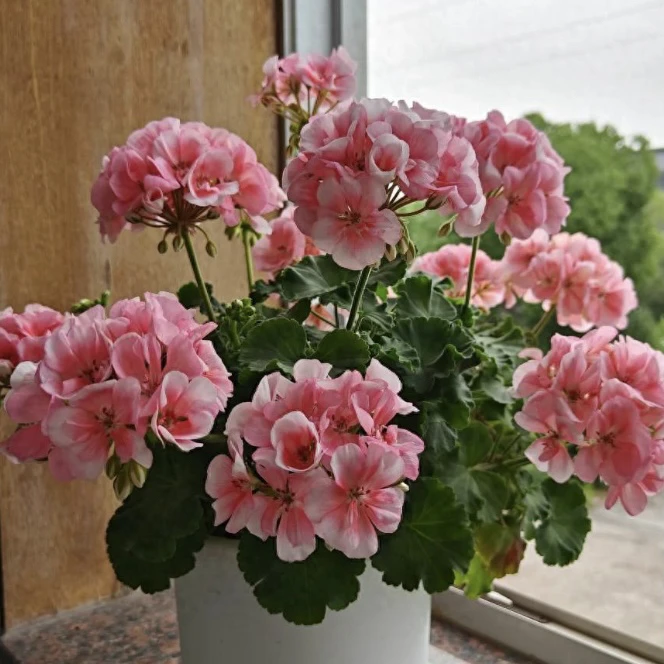 【菲舍857】（一盆包邮；拍三发四）