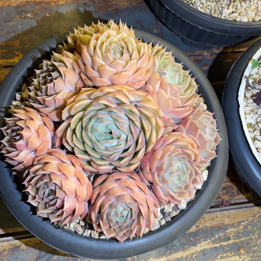 多肉植物一物一拍