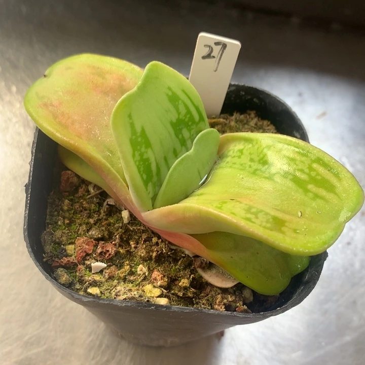 皮*卧牛一物一拍带盆