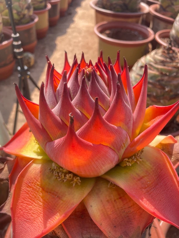 地涌红莲小苗一物一拍